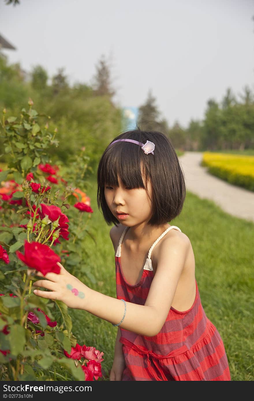 The asian girl is touching the red rose flowers in summer. The asian girl is touching the red rose flowers in summer