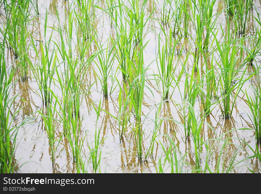 Seedlings of cereal cropsï¼Œriceshootsã€‚