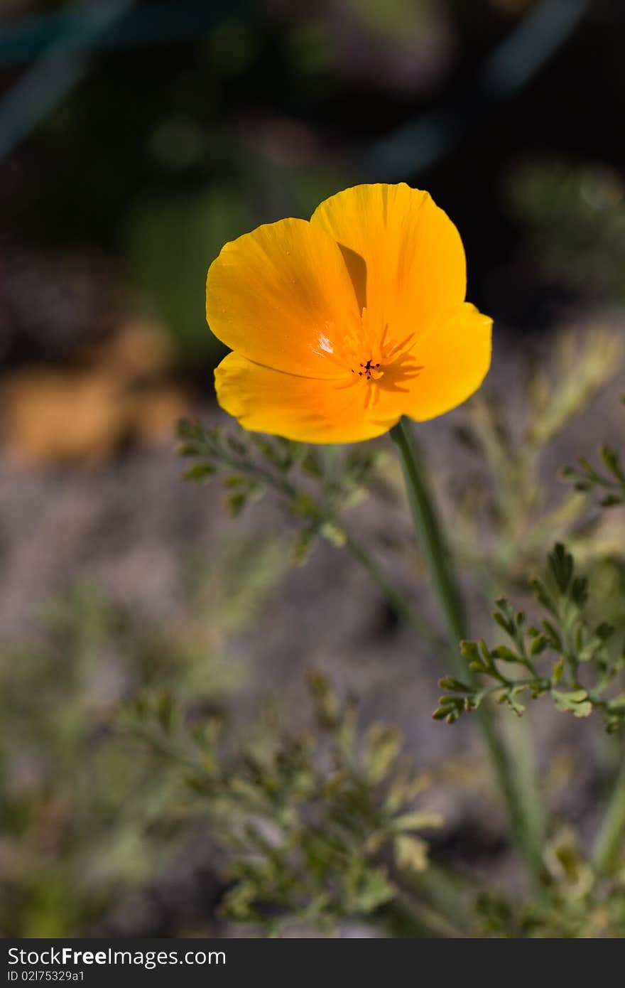 Closeup photo of yellow daisy-field flowers