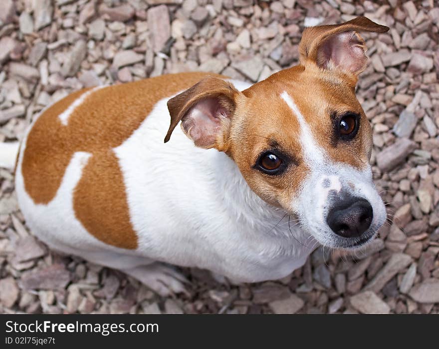 Adult Jack Russell Terrier looking up from the ground