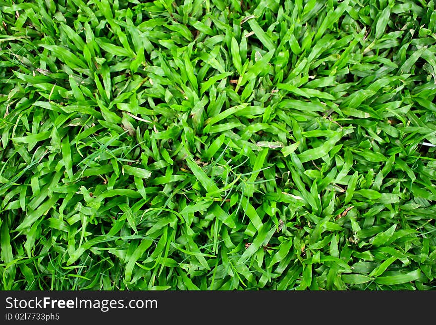 Green grass as a background texture. Green grass as a background texture