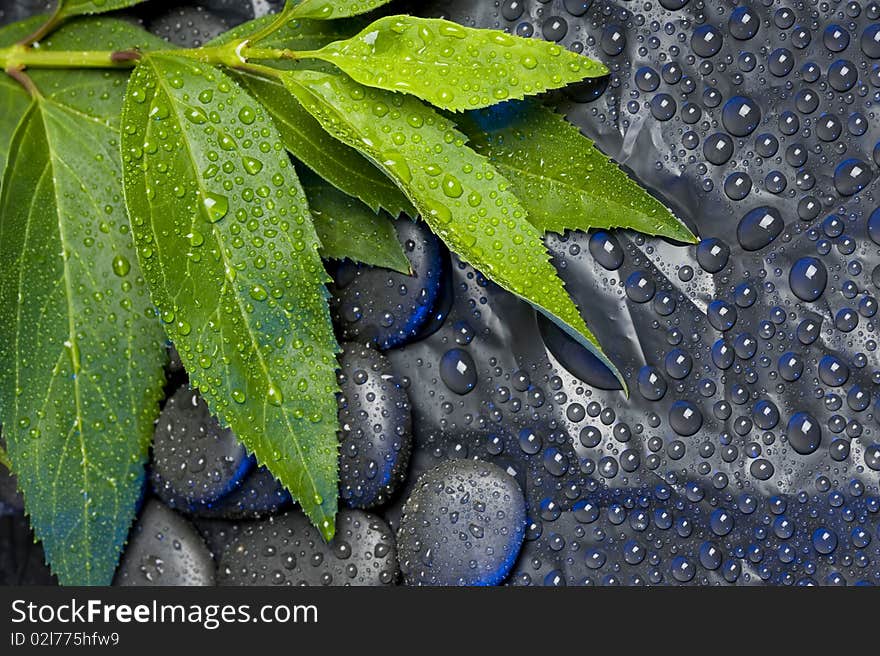 Green leaf with water drops