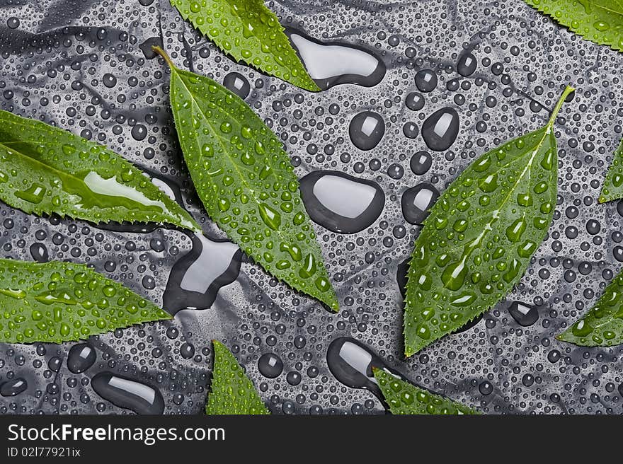 Green leaf with water drops