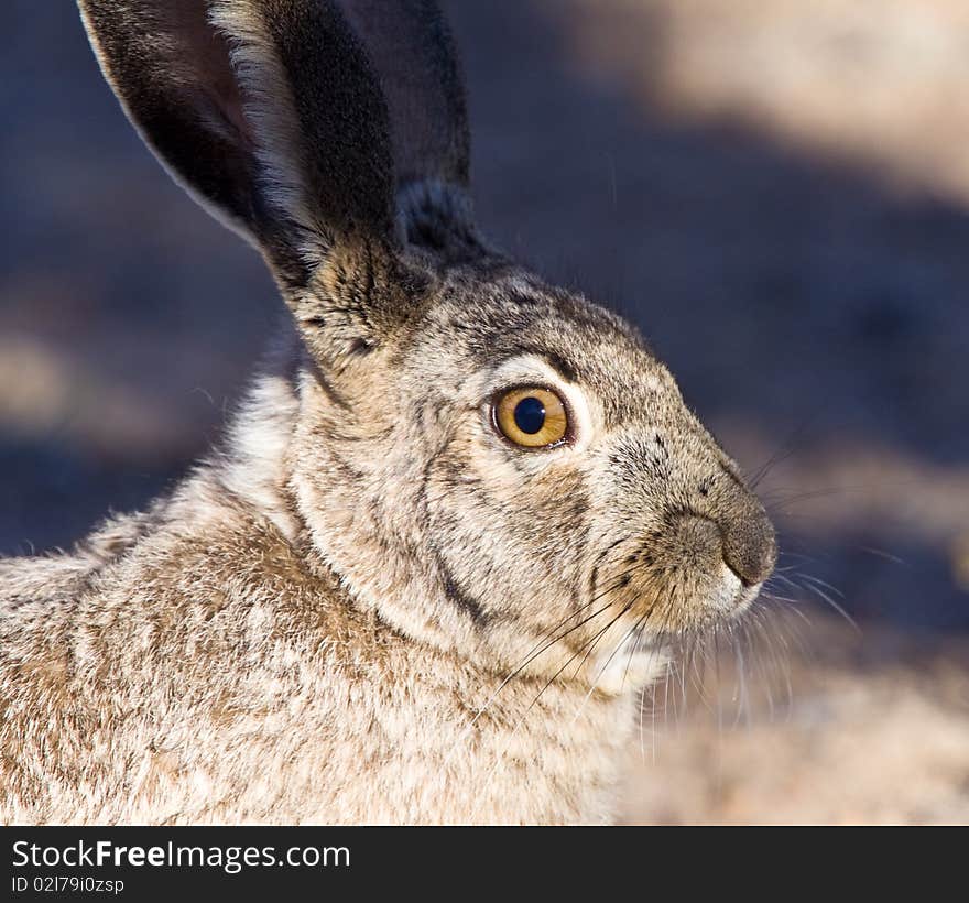 Jack rabbit portrait