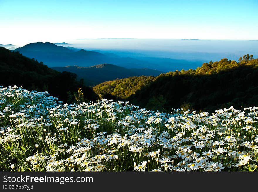 The wite flower on the mountain