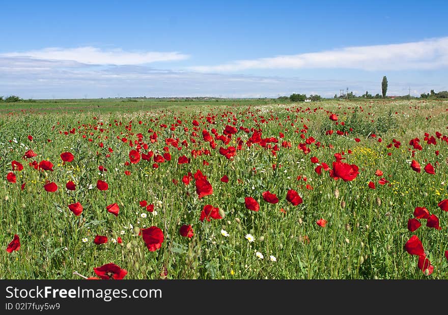 Field full of red poppies somewhere in Romania