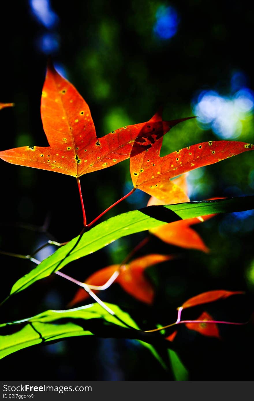 Thai maple on the mountian. Thai maple on the mountian