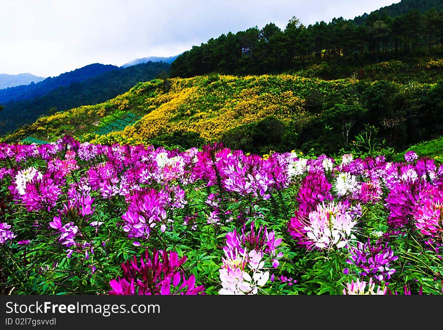 Flower on the mountain of thai