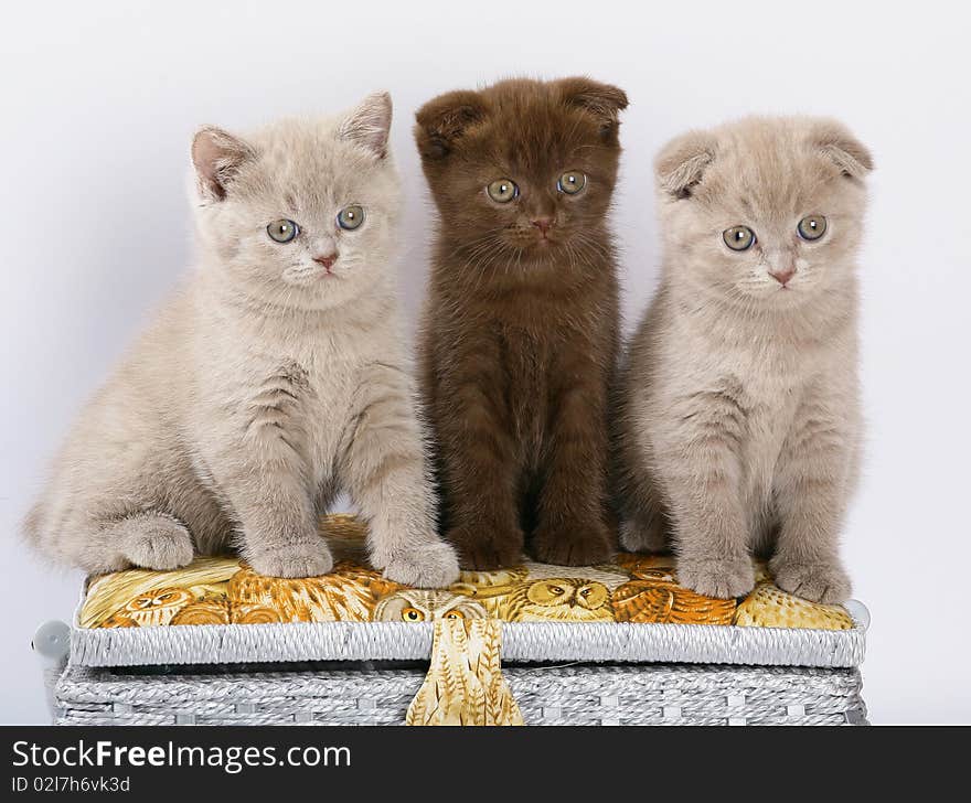 Three Scottish Shorthair kittens.