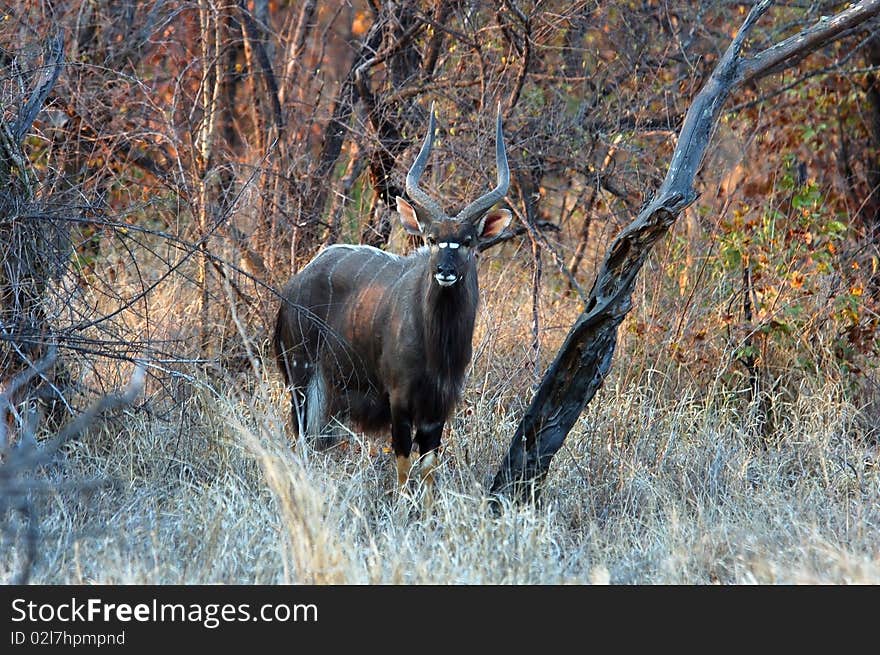 Nyala Antelope