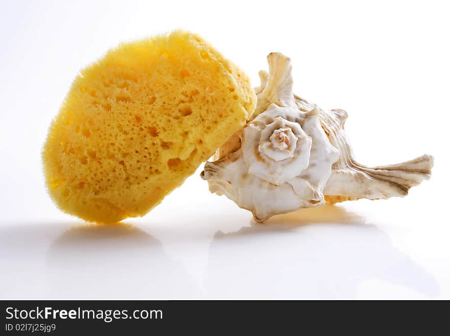 Sponge shell for spa procedures