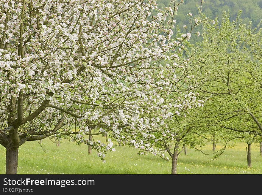 Blossoming apple trees in a springtime orchard