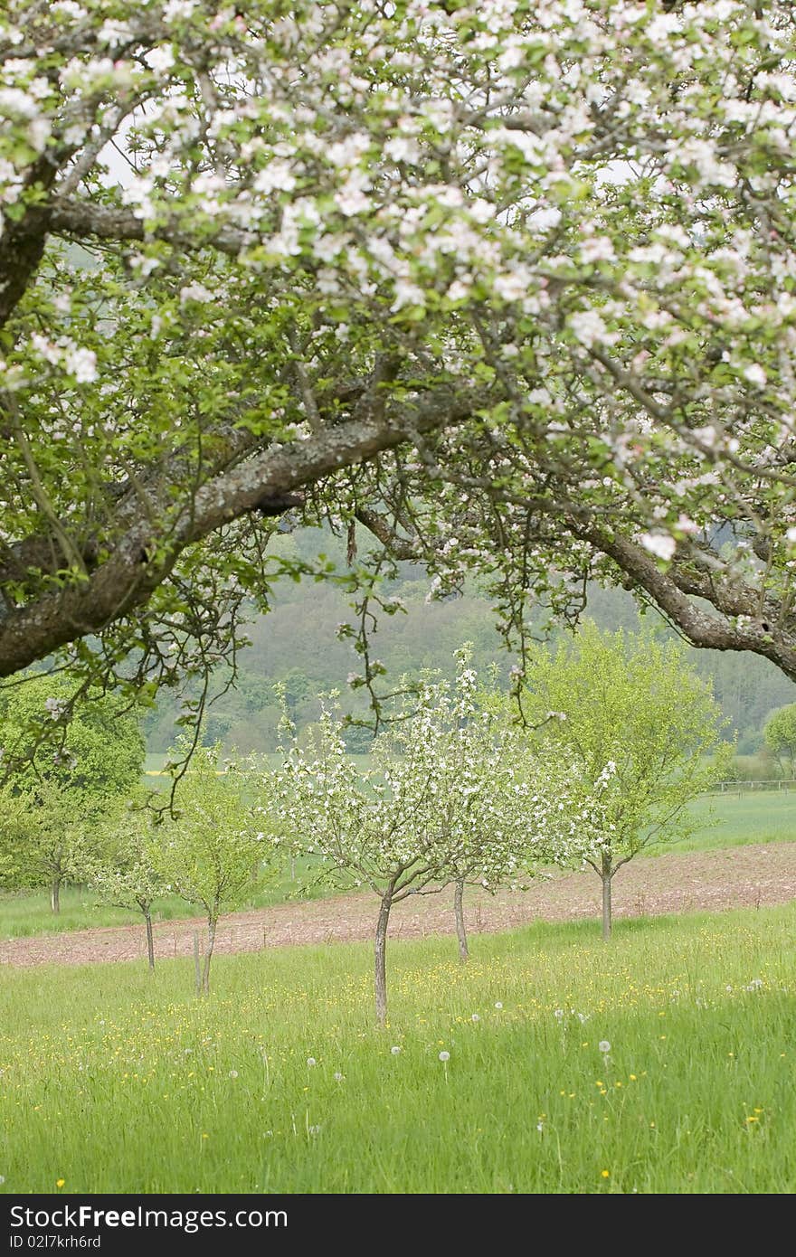 Blossoming apple trees in a springtime orchard