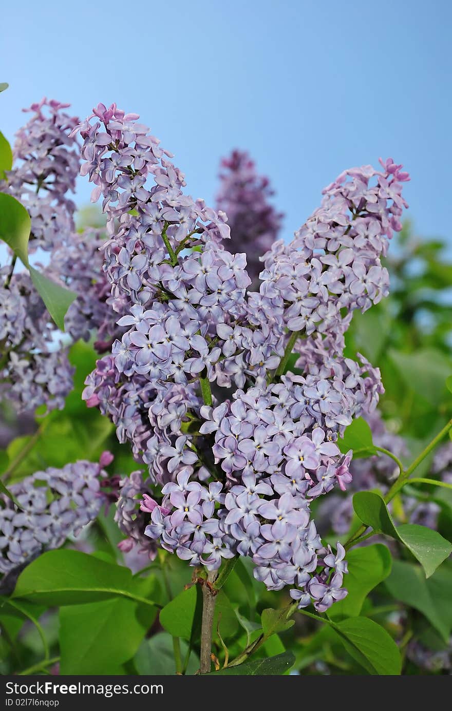 Lilac flower on the blue sky background