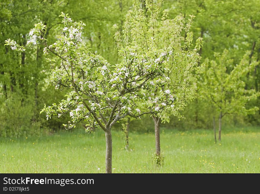 Blossoming apple trees in a springtime orchard