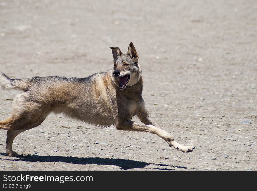 Wild looking dog happily running at a dog park. Wild looking dog happily running at a dog park.