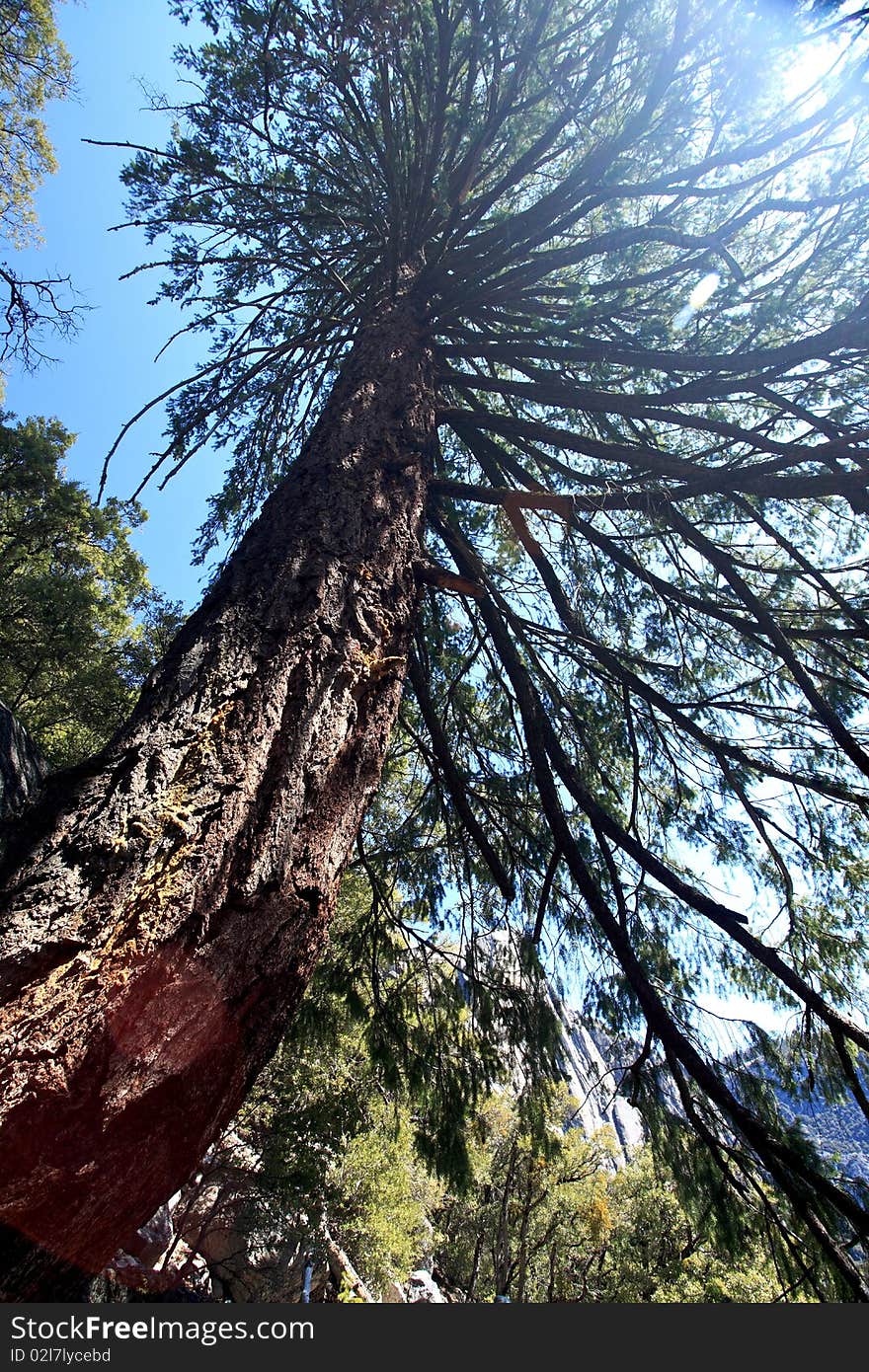 Sun beams showing through old Red Cedar. Sun beams showing through old Red Cedar