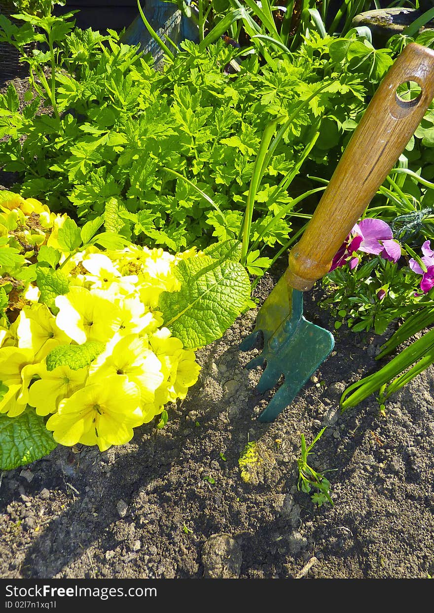 Garden flowers