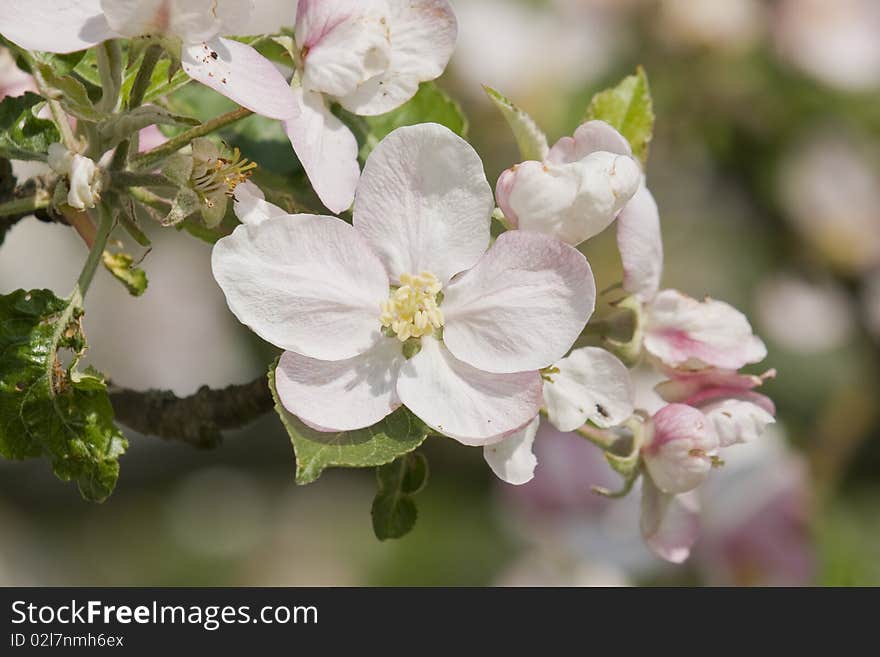 Blossoming Apple Trees