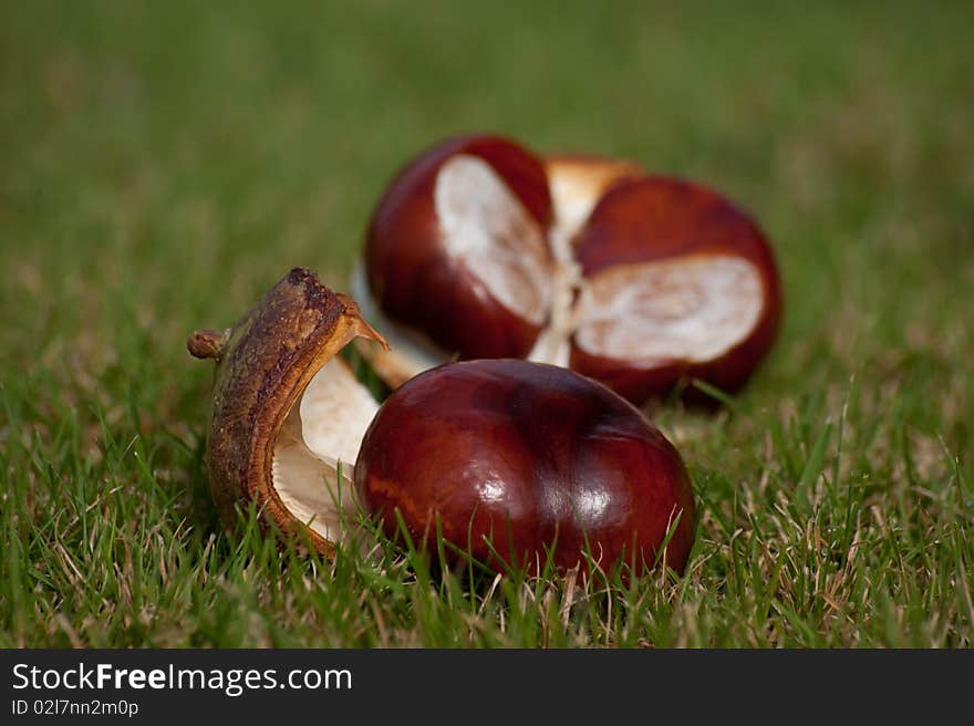 Horse chestnuts on the grass, seen in the Netherlands