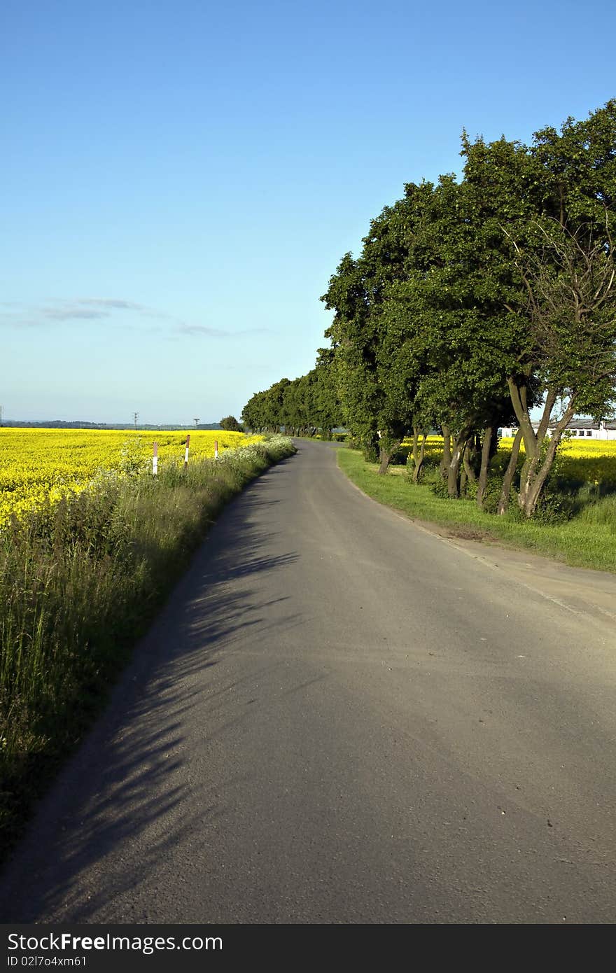 Way, field and trees in summer. Way, field and trees in summer