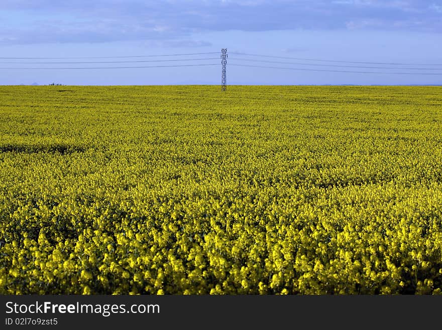 Rape plant and rape field