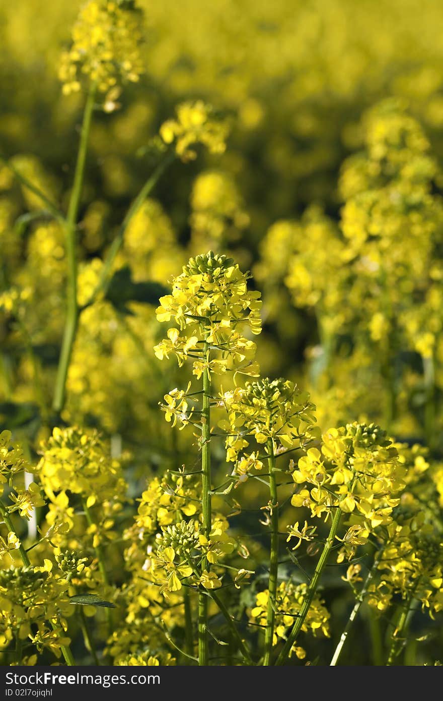 Rape plant and rape field