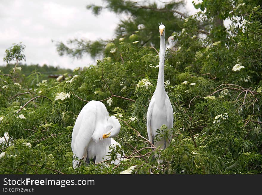 Great Egrets