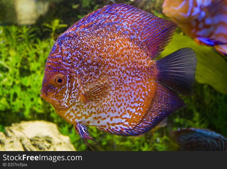 Red Discus