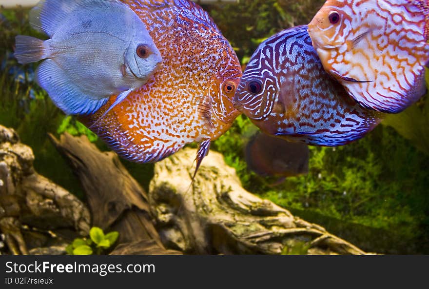 Four Aqua Fish, Discus