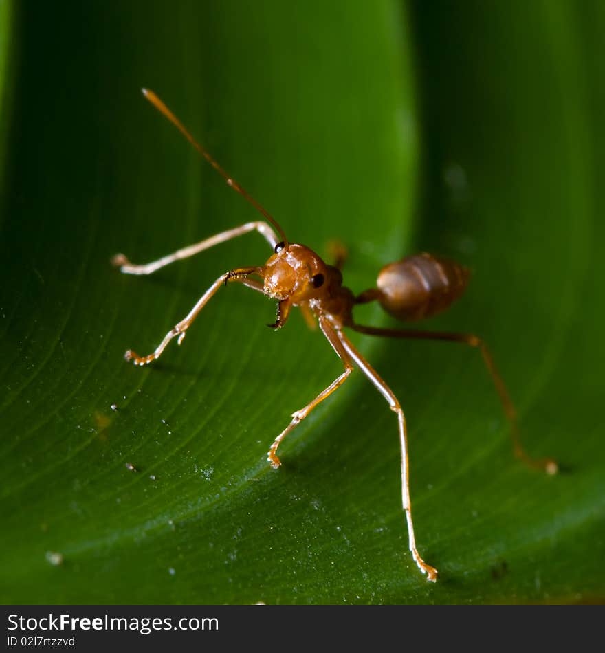 Tropical ant on the leaf