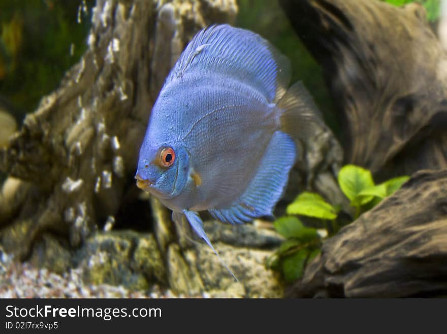 One blue discus