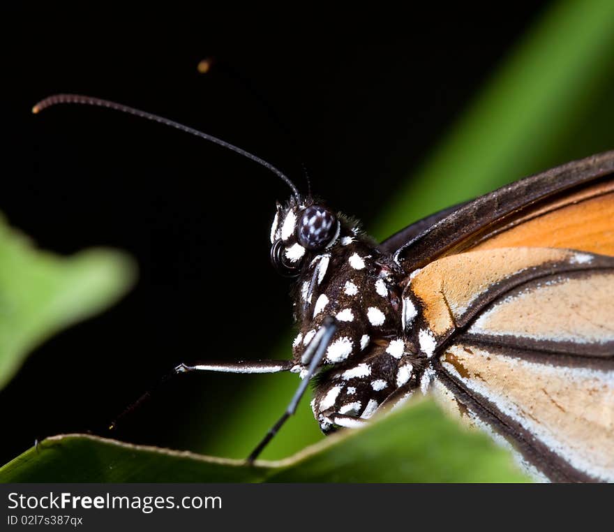 Tropical butterfly with eyes colors like a football ball