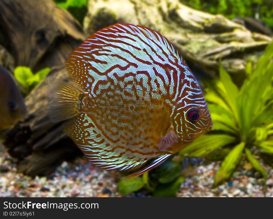 One Stripped Discus