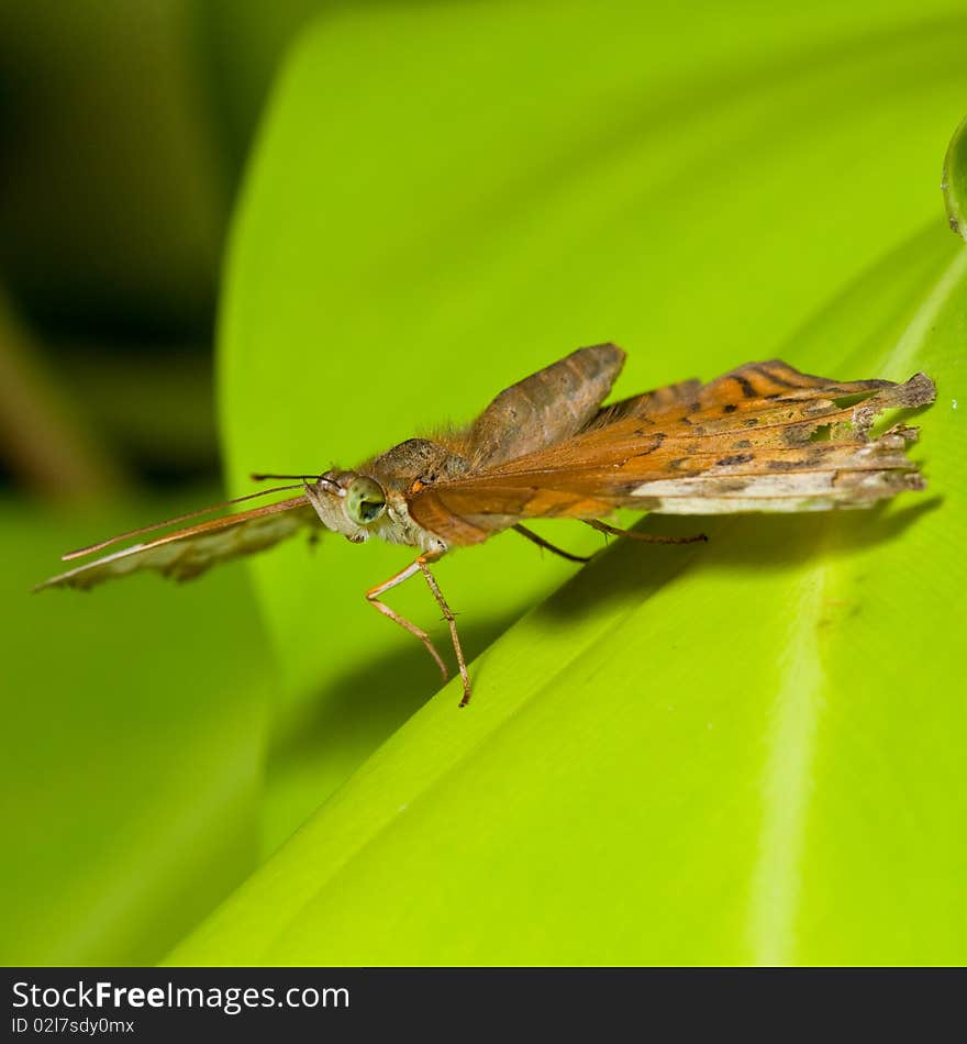 Tropical butterfly on the leaf