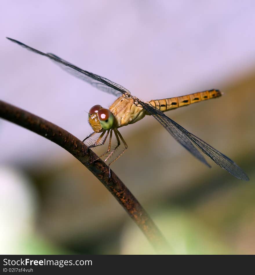 Tropical dragonfly