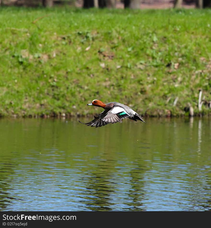 Flying wigeon duck