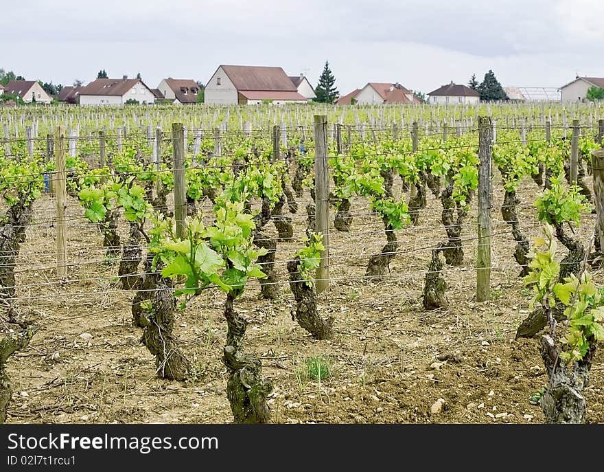 Beautiful Vineyards in spring, Burgundy, France