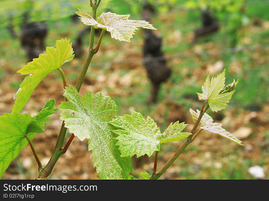 Beautiful Vineyards in spring, Burgundy, France. Beautiful Vineyards in spring, Burgundy, France