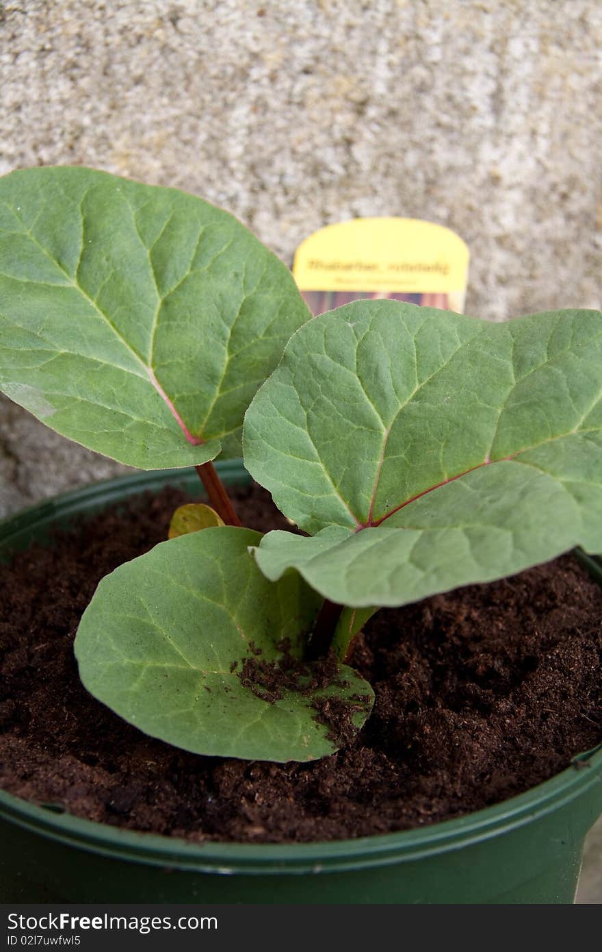 A rhubarb plant growing