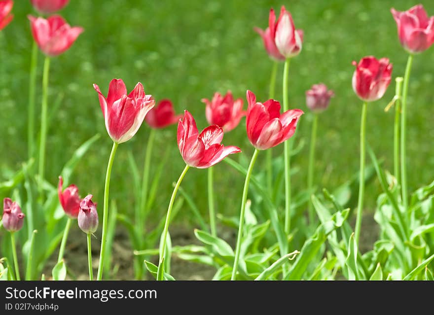 Summer flowers. Day outdoor shot. Summer flowers. Day outdoor shot