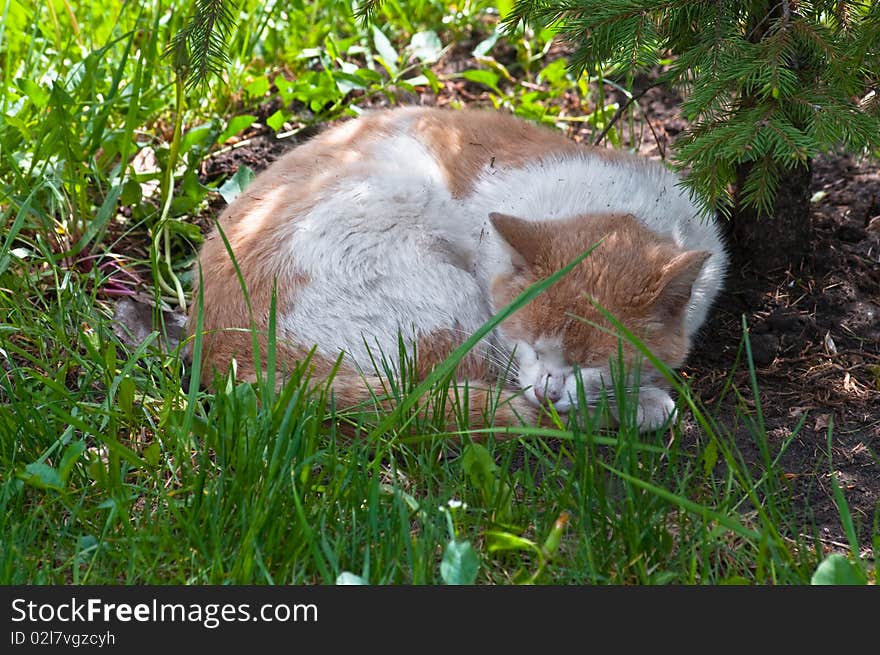 Cat sleeps under a tree. Cat sleeps under a tree