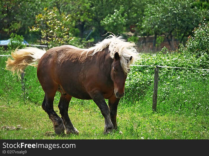 Beautiful blond stallion on a pasture