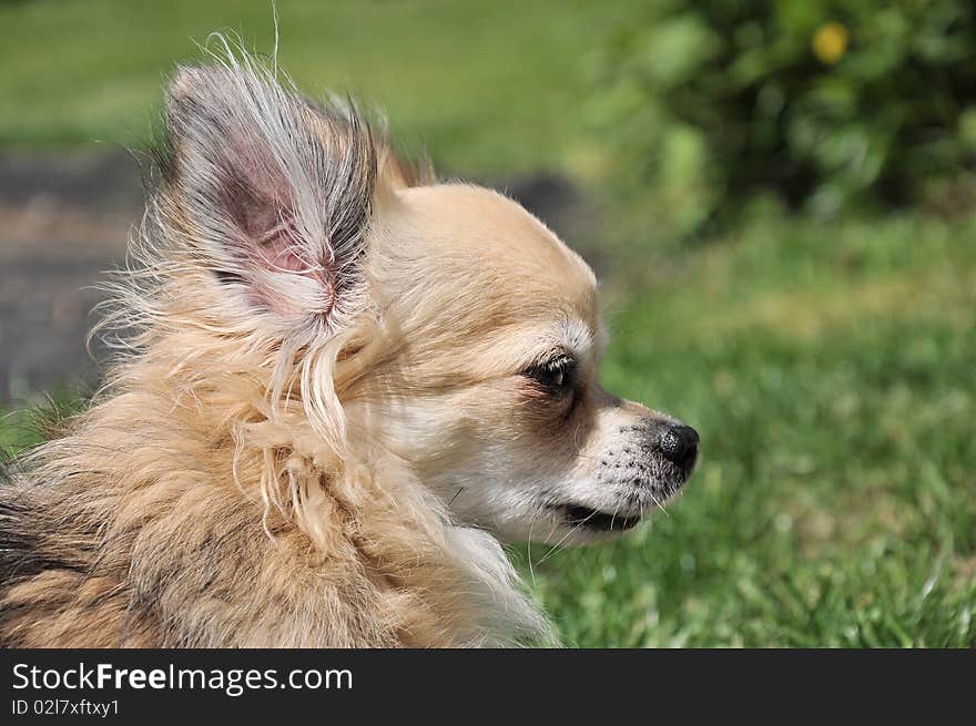 Chihuahua s profile