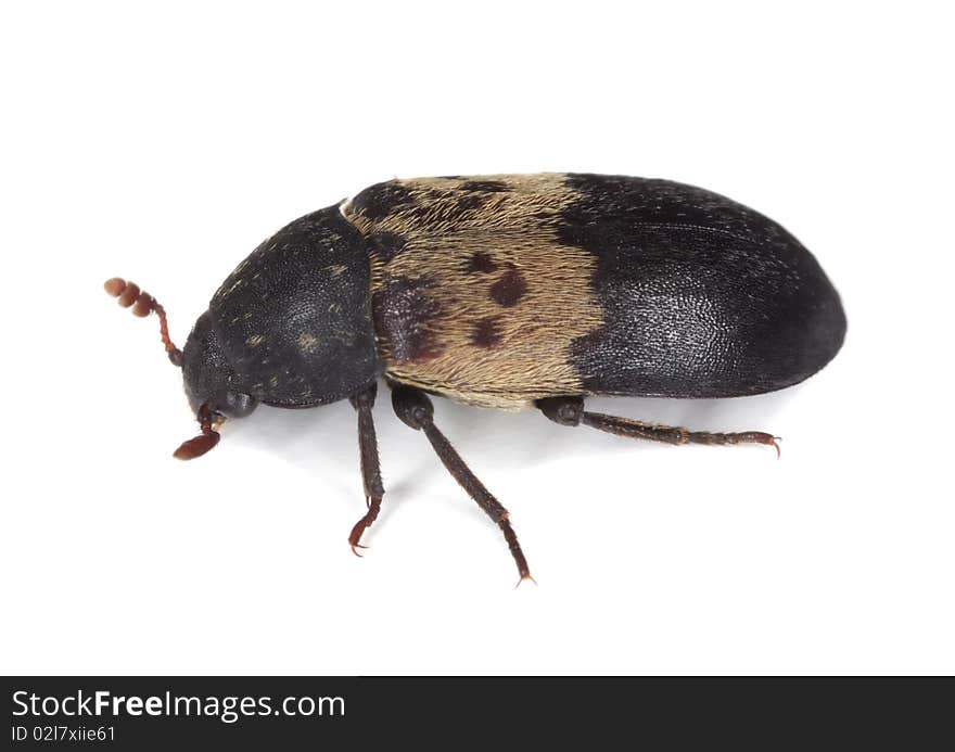 Beetle isolated on white. Macro photo.