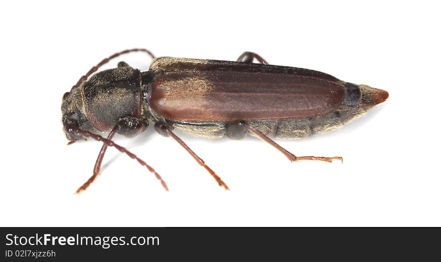 Black spruce long-horn beetle (tetropium castaneum) isolated on white background.