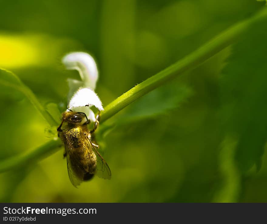 A Bee already covered with pollen looks for more in the interior of a white flower. A Bee already covered with pollen looks for more in the interior of a white flower.