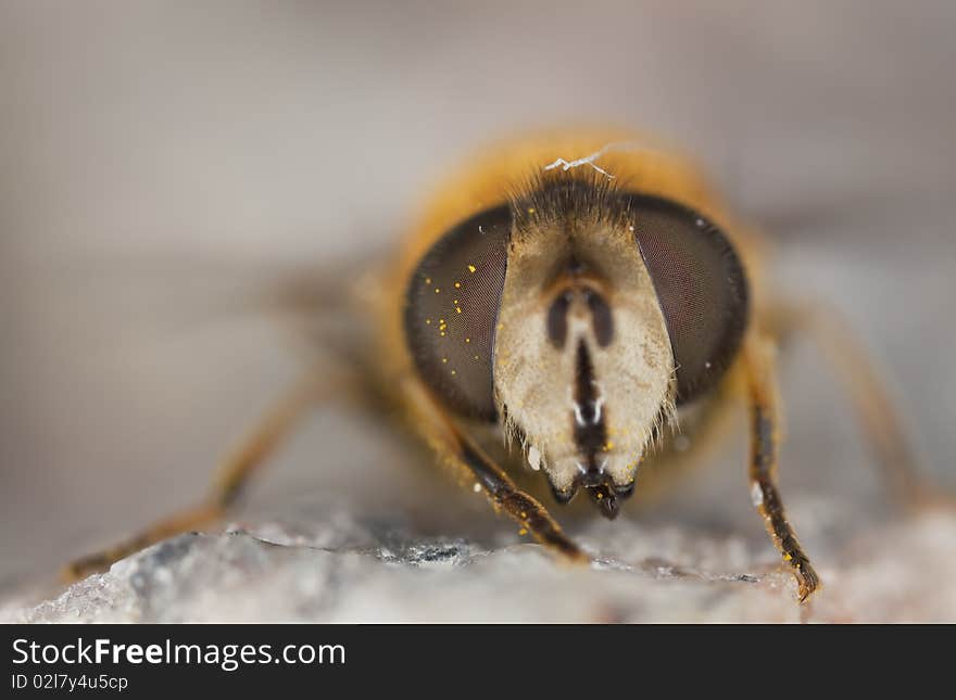 Extreme Close-up Of A Fly