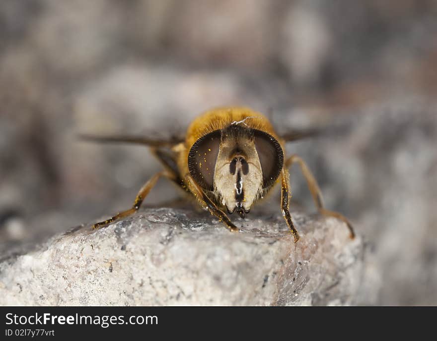 Extreme close-up of a fly shot with high magnification.