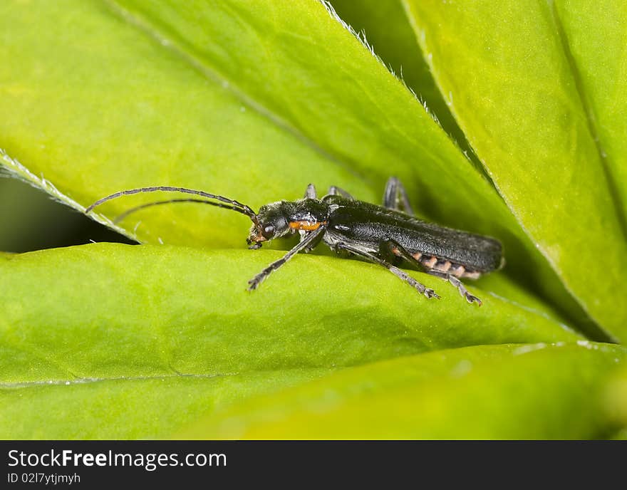 Soldier Beetle Sitting On A Leaf.